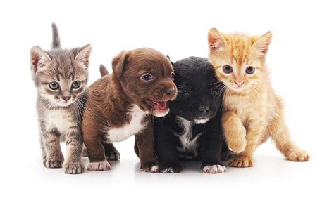 Maybe you would like to learn more about one of these? You Can Send a Puppy or Kitten Cuddlegram For Valentines Day!