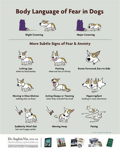 Pin On Dog Training