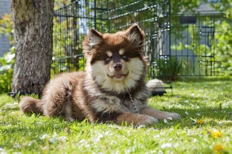 Finnish Lapphunds Health History Appearance Temperament