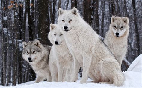 Wolf Wildlife Animals Snow Wallpapers Hd Desktop And