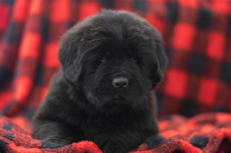 Enjoy this live animal cam streaming from the outskirts of akron, in the u.s. Newfoundland Dog puppy dog for sale in Akron, Ohio
