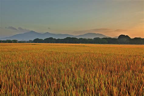 Sunrise Over Rice Fields Photograph By Alexandros Photos