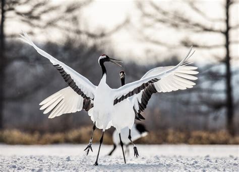 Premium Photo Two Japanese Cranes Are Dancing On The Snow Japan