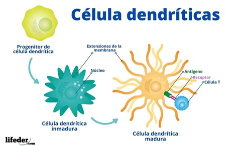 Células Dendríticas Características Función Tipos