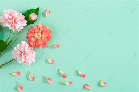Background Foto Latar Belakang Bunga Bunga Bunga Latar Belakang Bunga