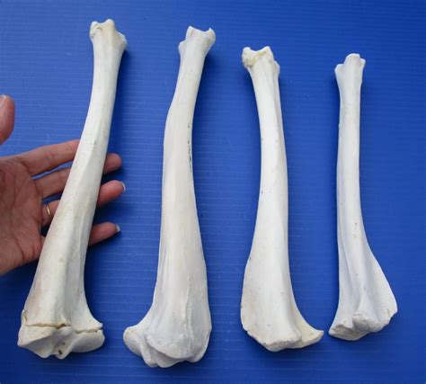 4 Whitetail Deer Leg Bones For Sale 10 34 To 12 14 Inches