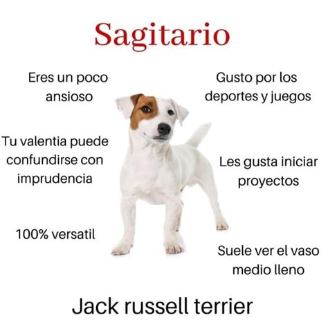 fotos ¿qué raza de perro eres de acuerdo con tu signo del zodiaco el heraldo de méxico
