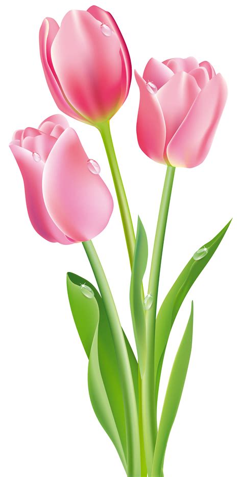 Pink Tulips Png Clipart Image Tulips Art Tulip Painting Tulips Flowers