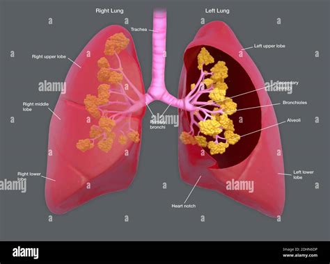 Annotated Illustration Of Human Lungs The Lungs Transport Oxygen Into The Body Through