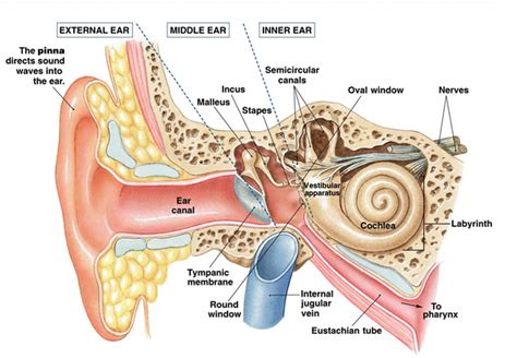 The Vestibular System And Balance — Neurolab 360