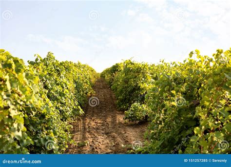 View Of Vineyard Rows With Fresh Grapes On Sunny Day Stock Image