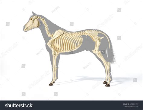 Horse Anatomy Skeletal System Over Grey Stock Illustration 1672021735