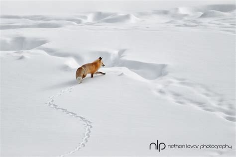 Red Fox In Snow Lovas 0268 Edit Nathan Lovas Photography