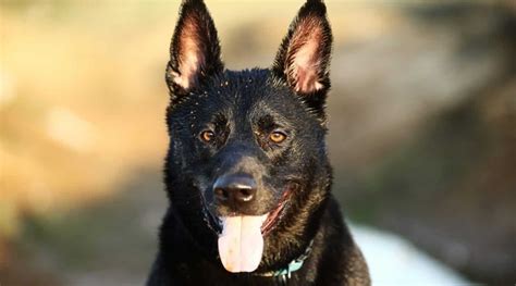 37 Black Dog Breeds Short Medium And Fluffy Coated Canines
