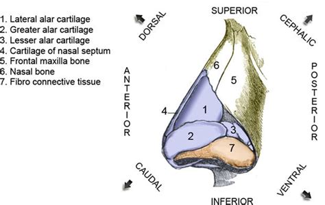 3 Lateral View Of The External Nose Showing The Cartilage And Bone