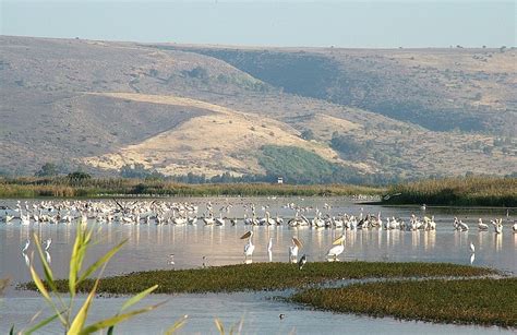 The Hula Valley Natural Reserve — Israel For Tourists