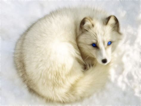 Arctic Fox Adaptations Beautiful Creatures Animals Beautiful Animal