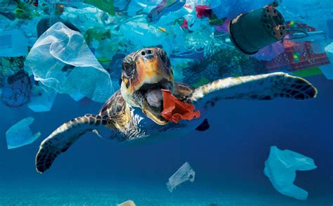 Slik Blir Vi Kvitt Plasten I Havet Skoleromno