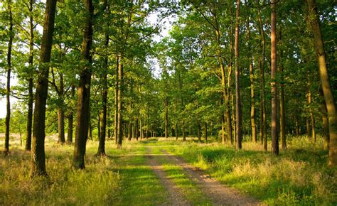 Photography Nature Landscape Trees Forest Path Summer Wallpapers