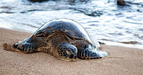 Laniakea Beach Sea Turtles Surfing More Scenic States
