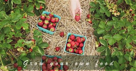 How To Grow Your Own Backyard Berries In Containers