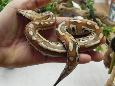 Baby Red Blood Pythons For Sale