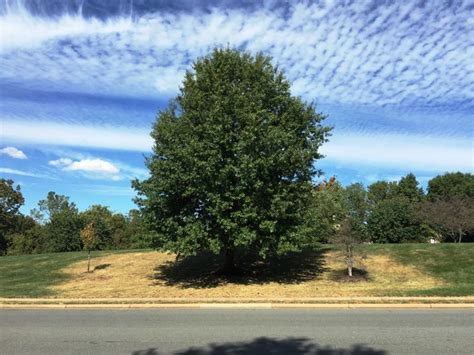 Large pin oak tree that have been severely pruned have the advantage of a large root system that has excessive capacity, and its roots are capable of supplying all of its. Oak Tree Root System - StudiousGuy