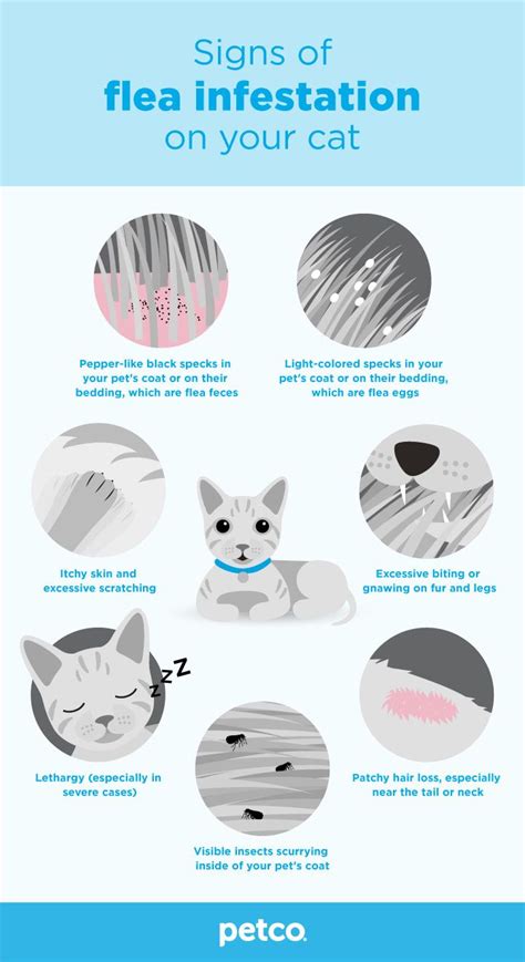 How To Get Rid Of Fleas On Cats Petco Cat Fleas Cat Has Fleas Cat