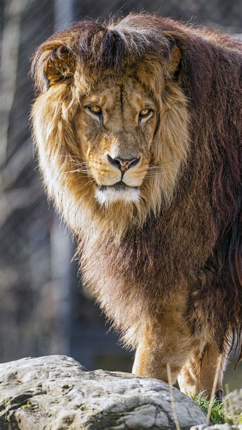 Download Wallpaper 800x1420 Lion Predator Wild Big Cat Animal