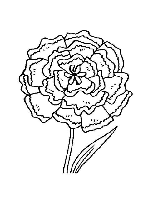 Carnation Flower Coloring Pages Download And Print Carnation Flower