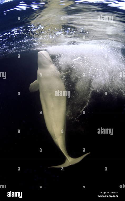 Beluga Whale Or White Whale Delphinapterus Leucas Swims In Air Bubbles Under The Surface Of