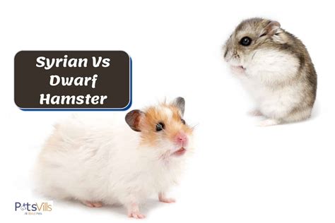 Syrian Hamster Vs Dwarf Hamster What Should You Choose