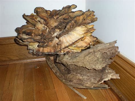 Dried Chicken Of The Woods On Wood Chicken Of The Woods Food