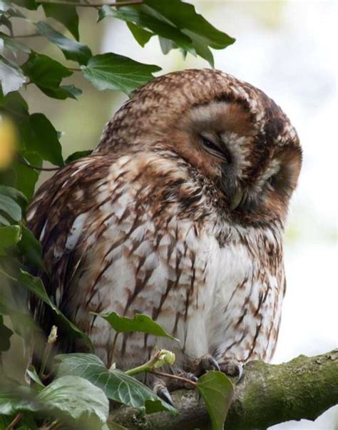 Sleepy Owl I Understand Im Sleepy Too Awesome Owls Owl Pictures