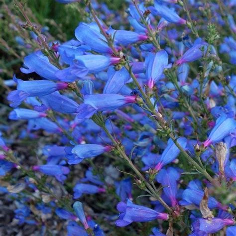 These plants take a lot longer to sow so it is important to plant them in the spring. Electric Blue Penstemon in 2020 | Flowers perennials ...