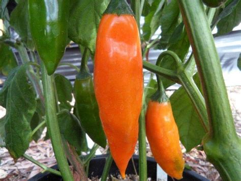 Buy Aji Amarillo Pepper Seed Capsicum Baccatum Peruvian Heirloom
