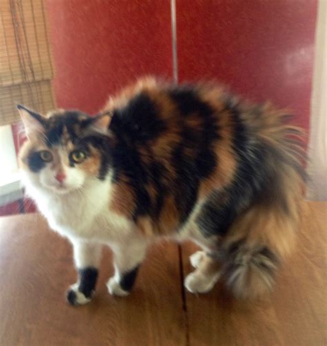 Fluffy Calico Cat Calico Cats Pinterest