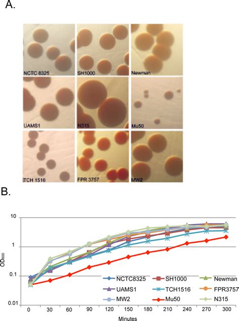 Colony Morphology And Growth Rate Variability In Reference Strains Of