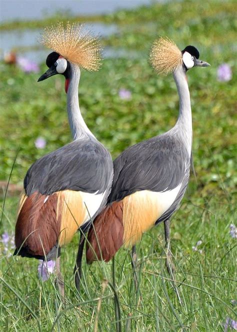 Black Crowned Crane Uganda Birds Beautiful Birds Pet