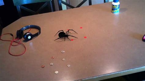 My Pet Black Widow Spider Youtube