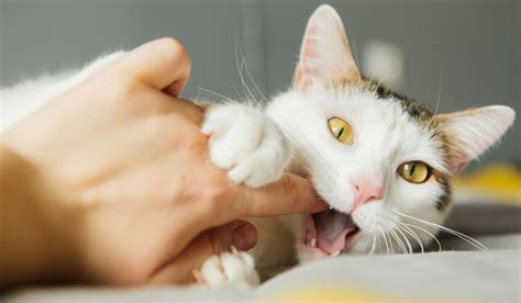 Cat Bite Infection Causes Symptoms And Treatment All About Cats