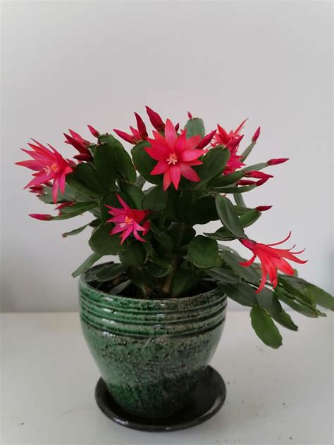Easter Cactus Plant With Bright Pink Flowers And Thick Green