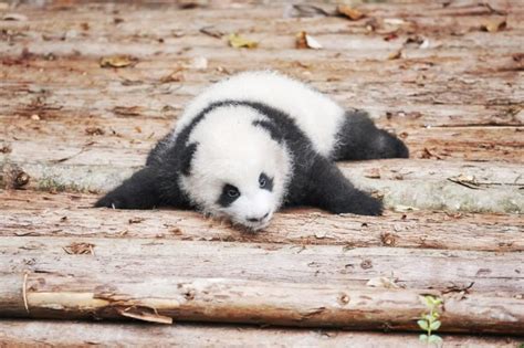 13 Facts About Pandas That Will Make You Love Them Even More How To