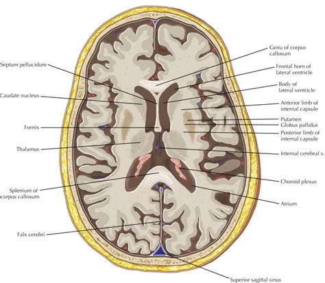 Brain Ventricles Anatomy