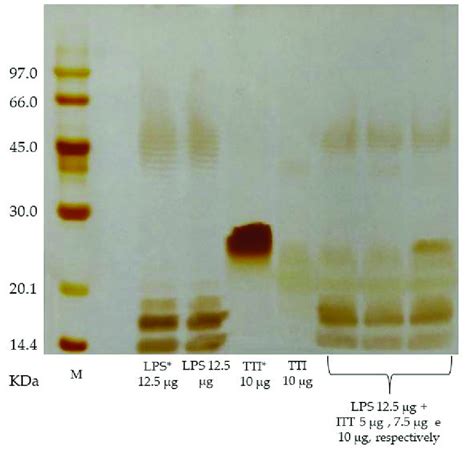 Characterization Of The Trypsin Inhibitor Isolated From Tamarind Seeds