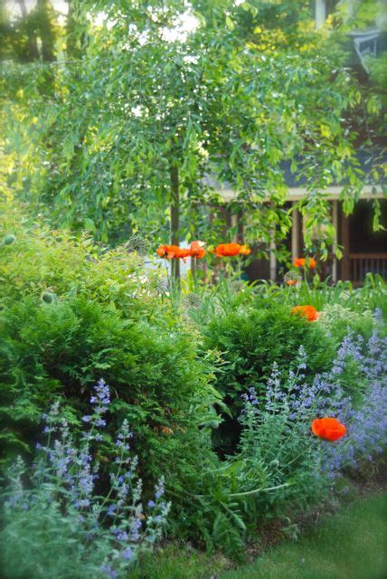 A wide variety of arborvitae options are available to you Wife, Mother, Gardener: Poppies, Allium and Catmint in the ...