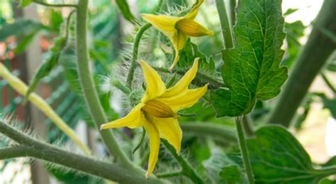 tomato flower male and female parts on farm tomato breeding making crosses and managing