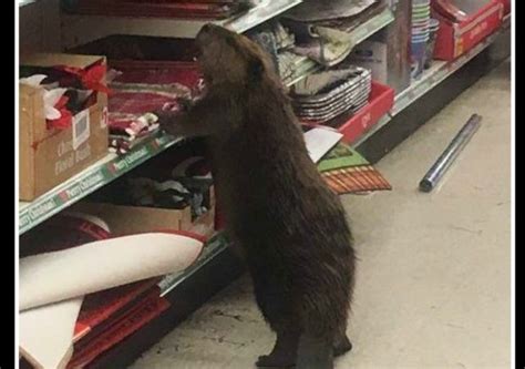 Beaver Caught Christmas Shopping At Maryland Store