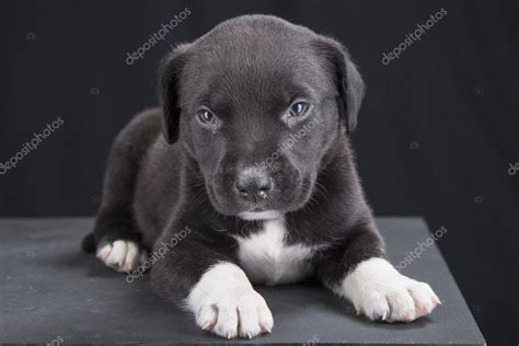 Pitbull Dog Puppy Black