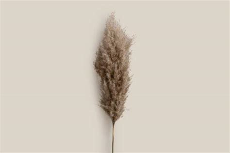 Dried Pampas Flowers For Home Decor